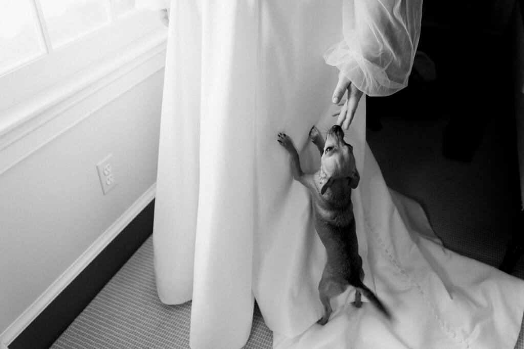 A small dog jumps up on a white wedding dress
