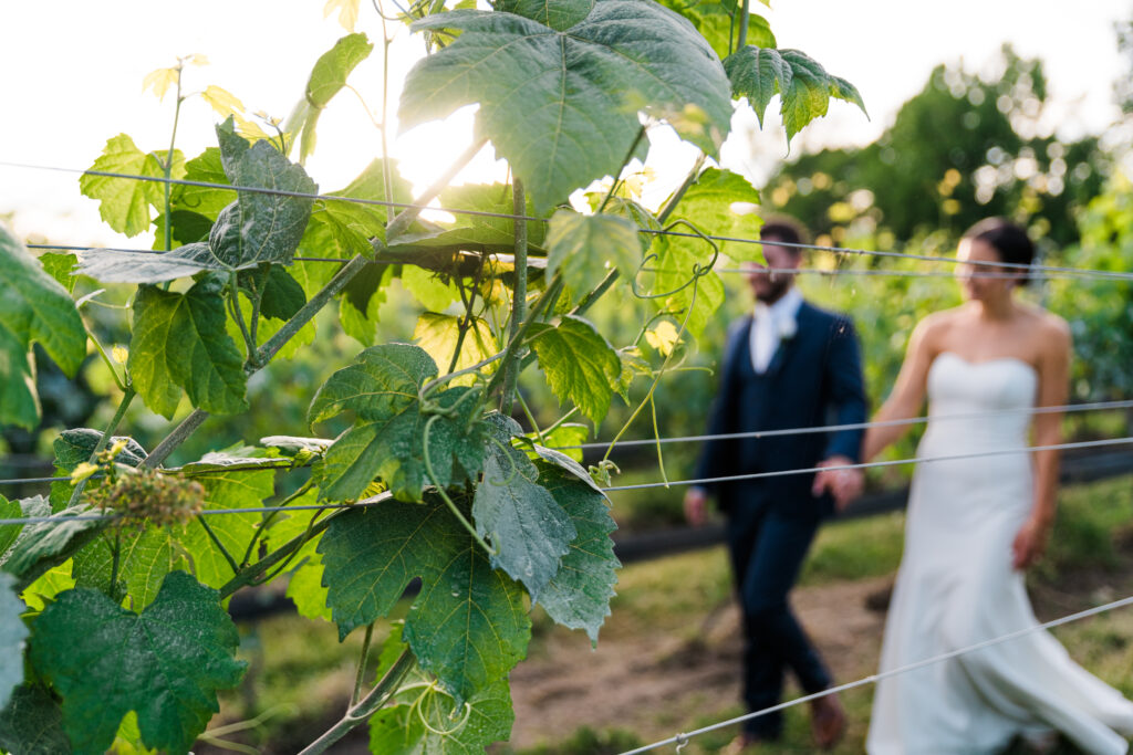 A bride and groom holding hands and walking in a vineyard